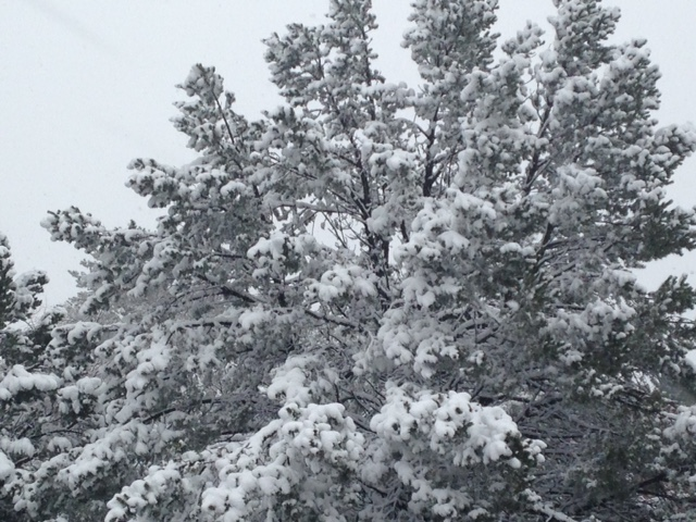 Snow covered trees