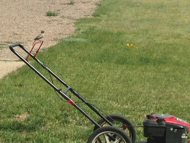 Bird Power