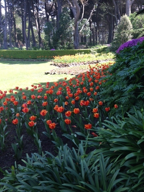 Orange flowers